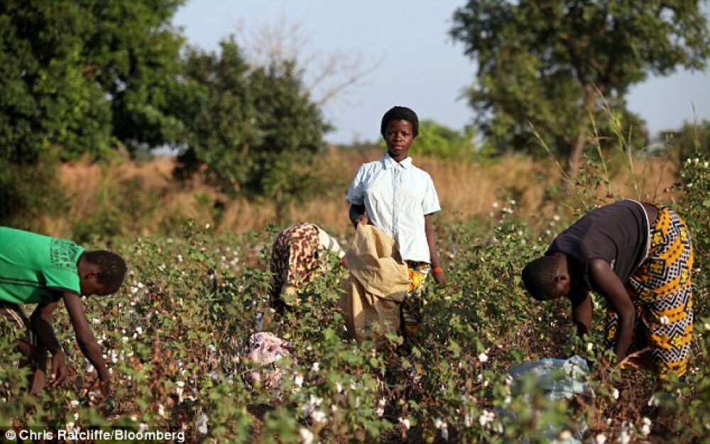 Victoria's Secret a folosit bumbac cules din ferme unde erau exploatati copii africani - Imaginea 1