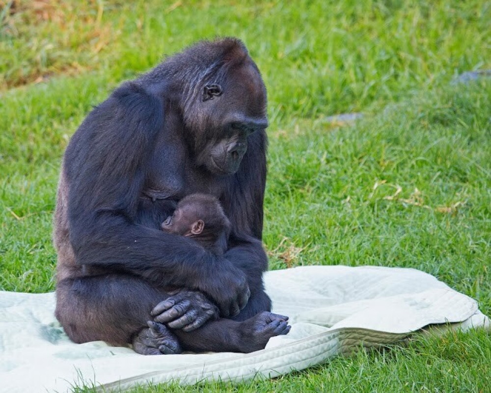 Primele imagini cu puiul de gorila nascut in captivitate la Gradina Zoologica din San Francisco - Imaginea 1