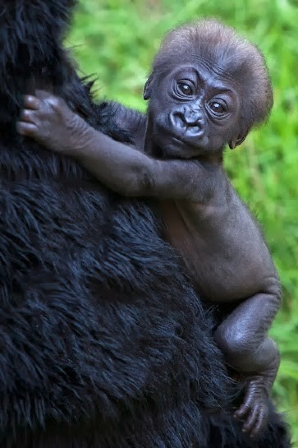 Primele imagini cu puiul de gorila nascut in captivitate la Gradina Zoologica din San Francisco - Imaginea 2