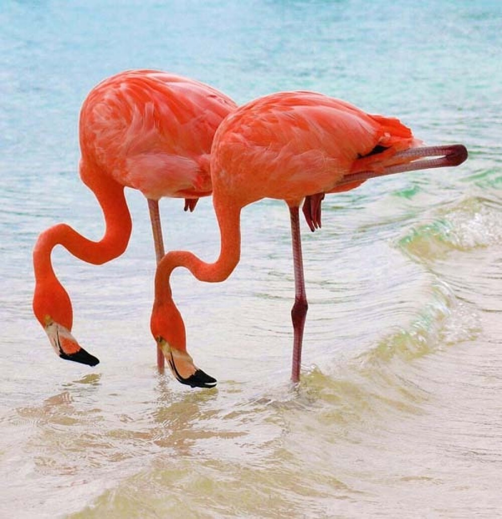Lacul din Kenya invadat de o colonie intreaga de pasari Flamingo roz - Imaginea 1