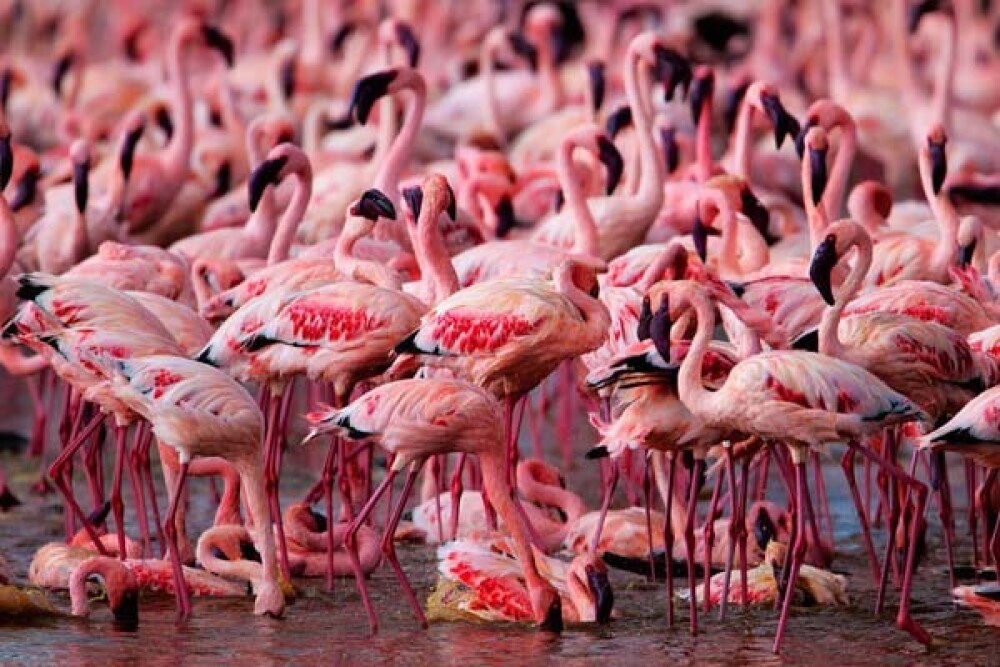 Lacul din Kenya invadat de o colonie intreaga de pasari Flamingo roz - Imaginea 2