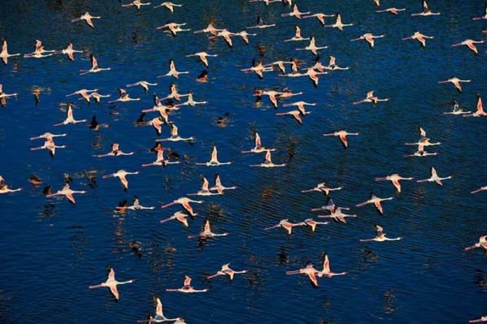 Lacul din Kenya invadat de o colonie intreaga de pasari Flamingo roz - Imaginea 3