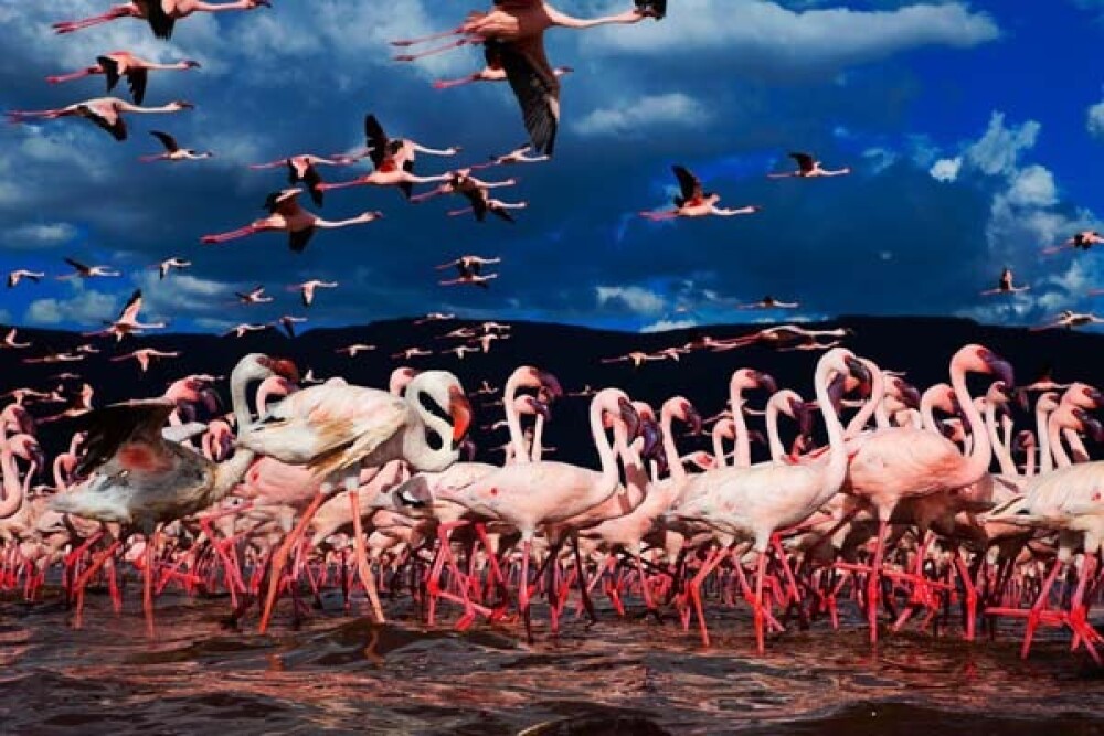 Lacul din Kenya invadat de o colonie intreaga de pasari Flamingo roz - Imaginea 4