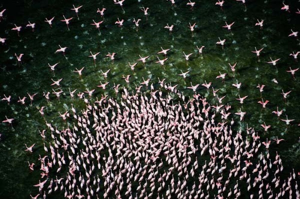 Lacul din Kenya invadat de o colonie intreaga de pasari Flamingo roz - Imaginea 5