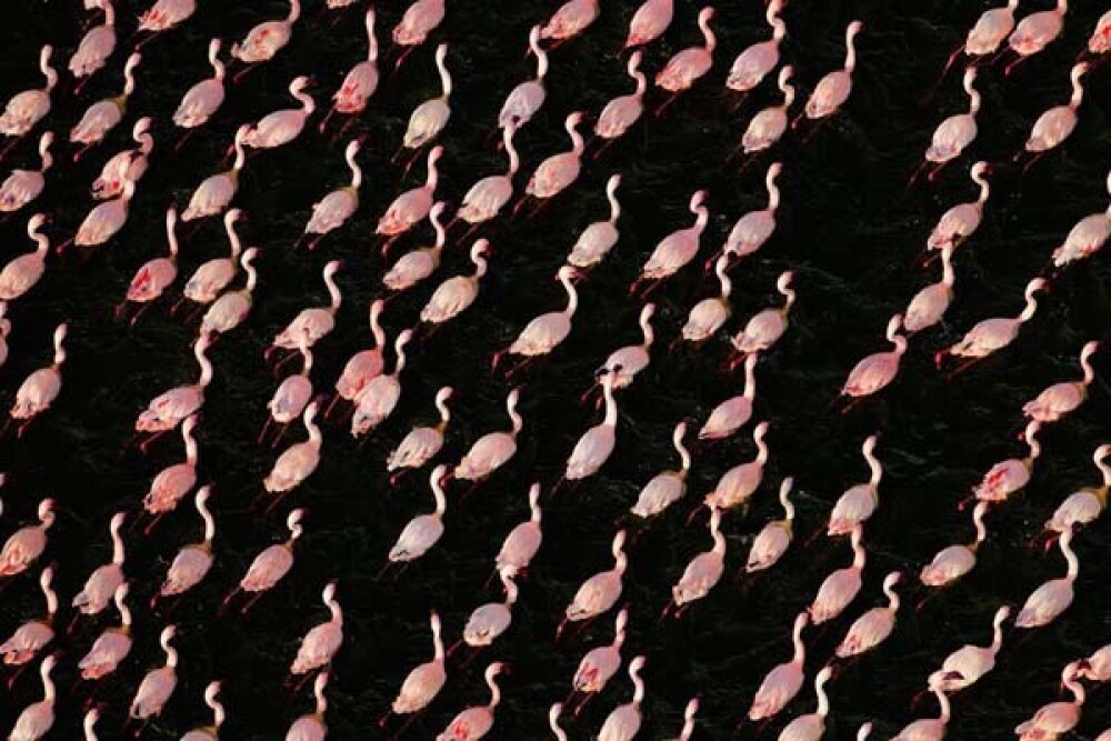 Lacul din Kenya invadat de o colonie intreaga de pasari Flamingo roz - Imaginea 7