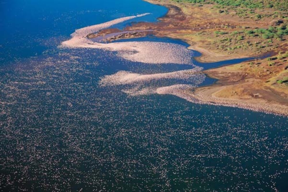 Lacul din Kenya invadat de o colonie intreaga de pasari Flamingo roz - Imaginea 8