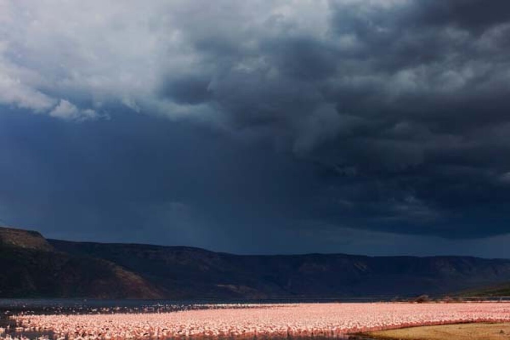 Lacul din Kenya invadat de o colonie intreaga de pasari Flamingo roz - Imaginea 9
