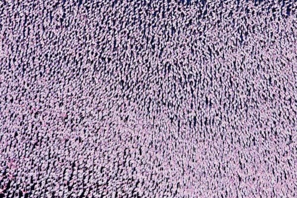 Lacul din Kenya invadat de o colonie intreaga de pasari Flamingo roz - Imaginea 10