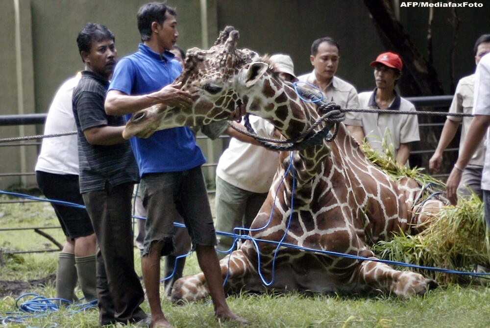 Cea mai rea gradina zoologica din lume este in Indonezia. Peste 50 de animale au murit in 3 luni - Imaginea 1