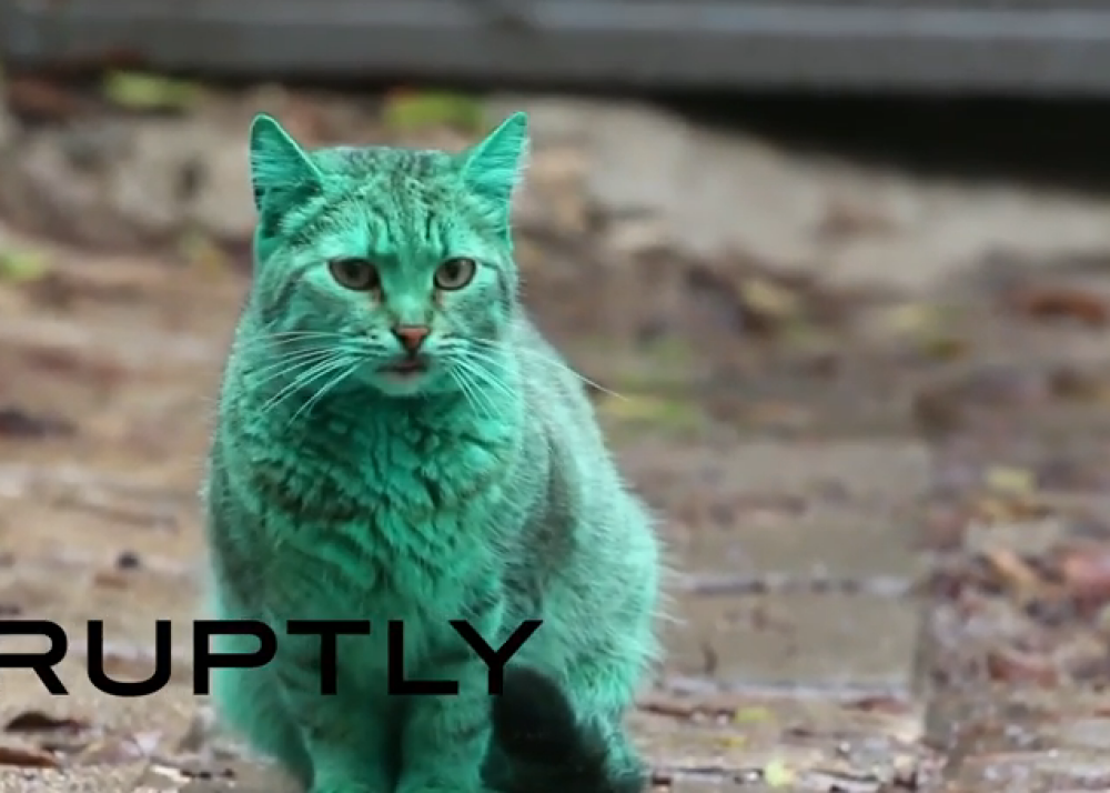 Pisica cu blana verde, pe strazile din Varna. Localnicii i-au descoperit misterul. VIDEO - Imaginea 1