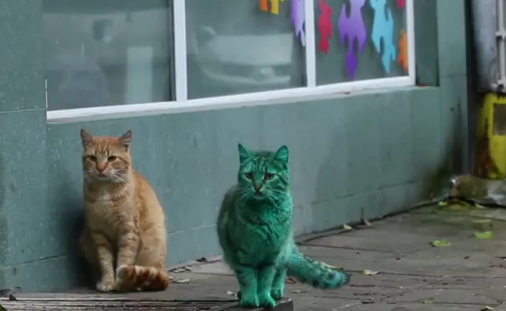 Pisica cu blana verde, pe strazile din Varna. Localnicii i-au descoperit misterul. VIDEO - Imaginea 2