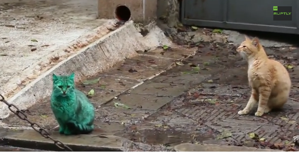 Pisica cu blana verde, pe strazile din Varna. Localnicii i-au descoperit misterul. VIDEO - Imaginea 3
