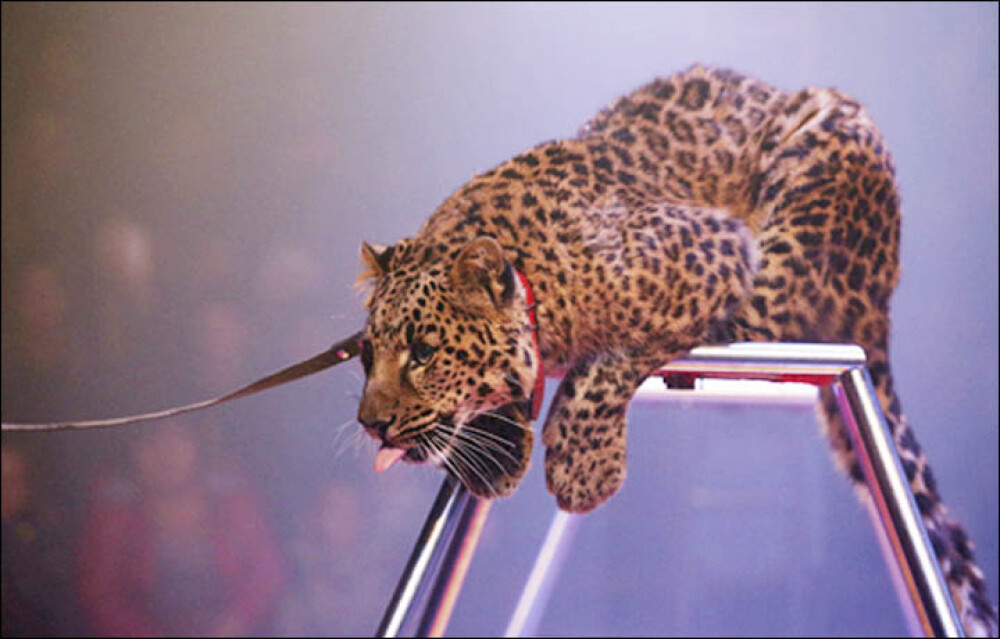Femeie sfasiata de un leopard, la circ, in timp ce incerca sa protejeze un copil de 4 ani. Cum a reusit sa scape cu viata - Imaginea 1