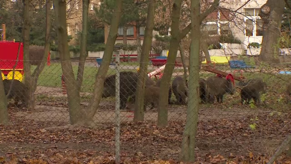 Zece mistreți au năvălit în curtea unei grădinițe din Polonia. Cum au intervenit vânătorii - Imaginea 1