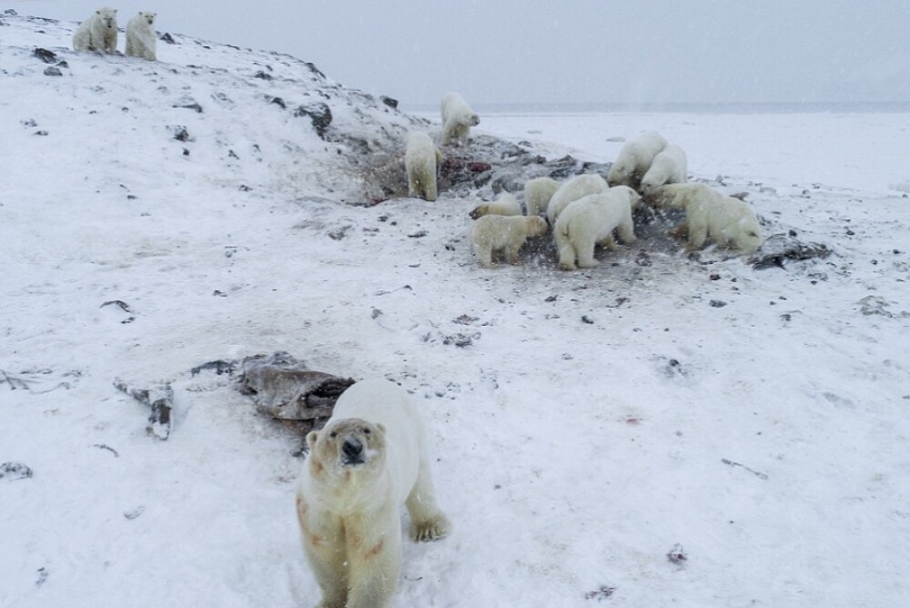 Invazie de urși polari într-o localitate din Rusia. Toate evenimentele au fost anulate - Imaginea 1