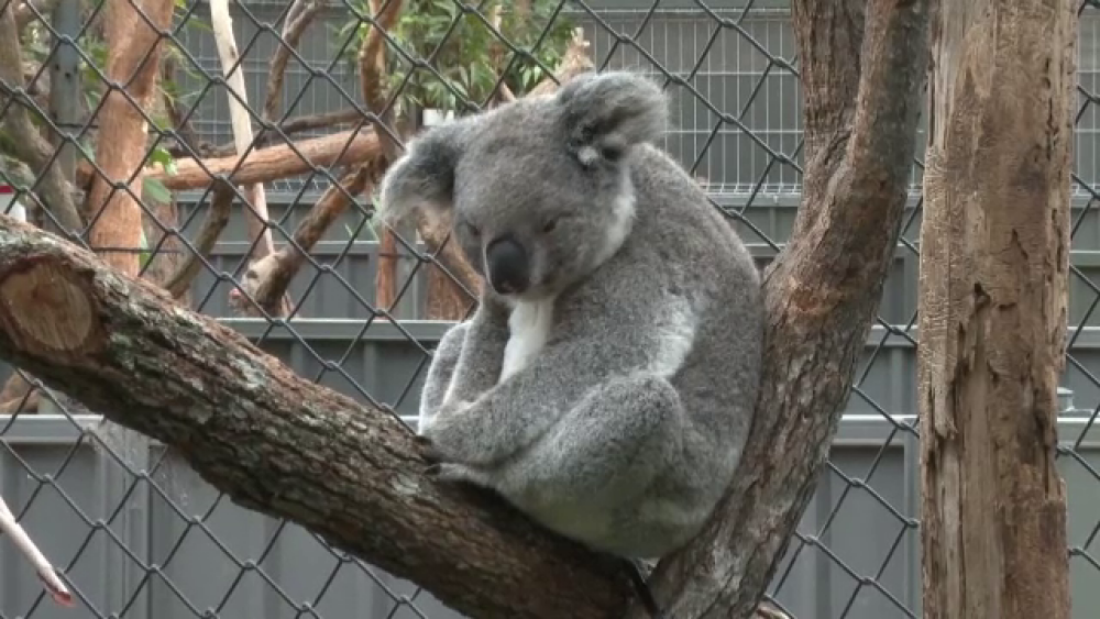 Motivul pentru care peste 69 de urși koala au fost internați de urgență în spital - Imaginea 1