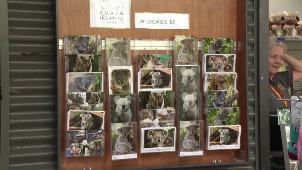 Motivul pentru care peste 69 de urși koala au fost internați de urgență în spital - Imaginea 3