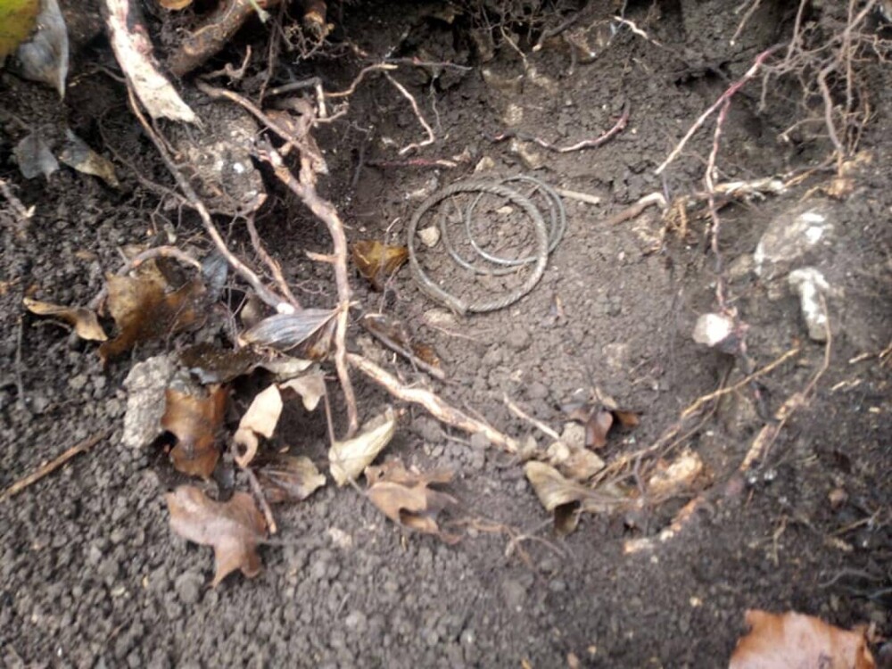 Brățări dacice de argint, descoperite cu detectorul de metale la rădăcina unui copac, în Brașov GALERIE FOTO - Imaginea 1