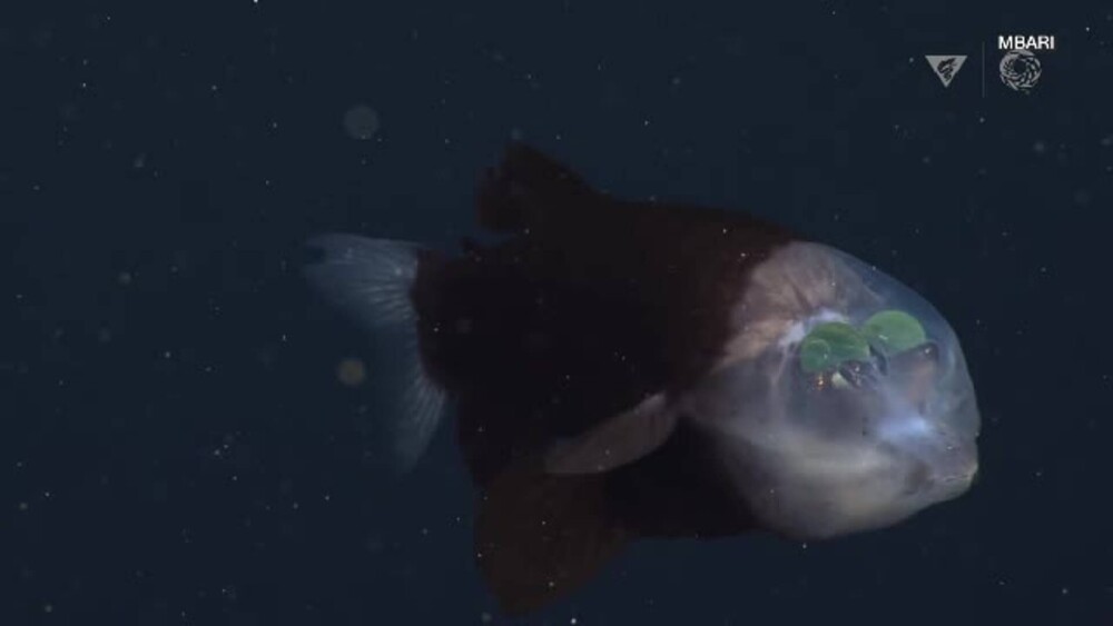 Peștele cu capul transparent, văzut pentru prima dată în ultimii 20 de ani. Ce rol are lichidul din capul său - Imaginea 1