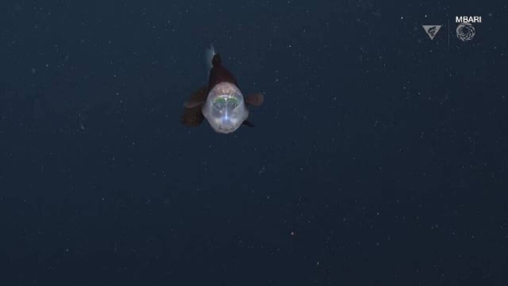 Peștele cu capul transparent, văzut pentru prima dată în ultimii 20 de ani. Ce rol are lichidul din capul său - Imaginea 2