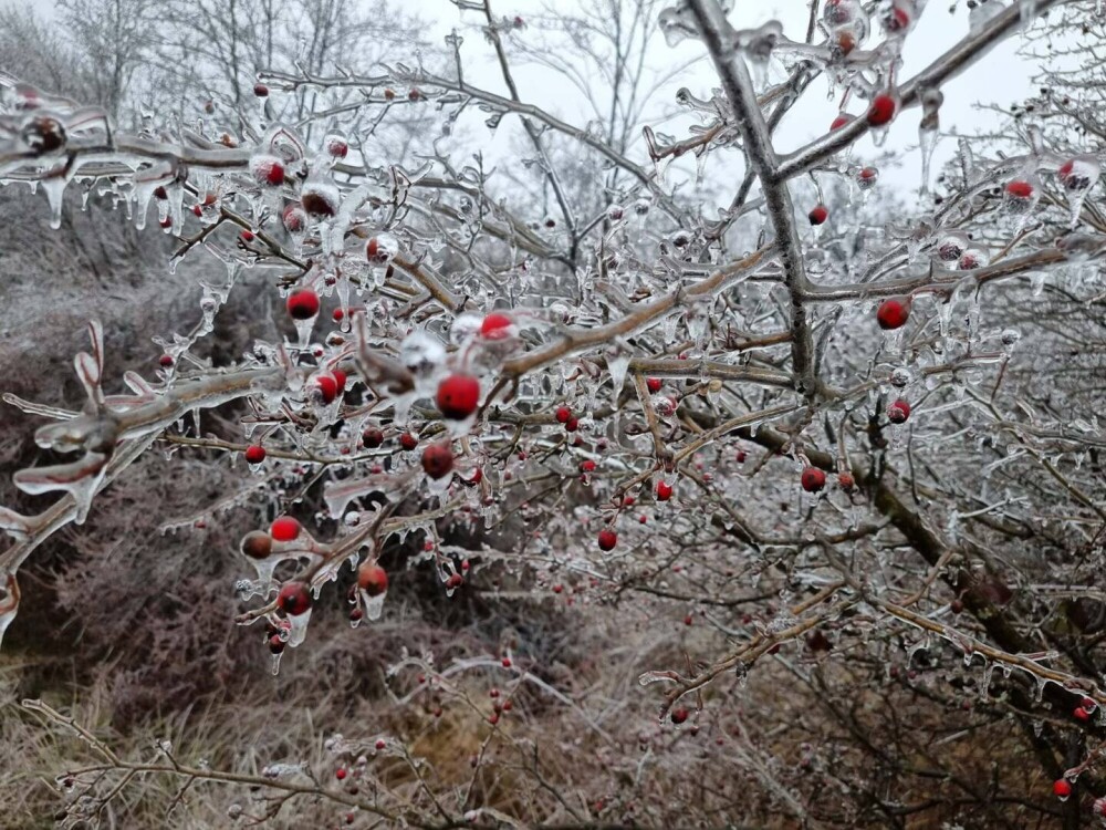 GALERIE FOTO. Cum arată o pădure după ce a căzut peste ea ”ploaia înghețată” - Imaginea 13