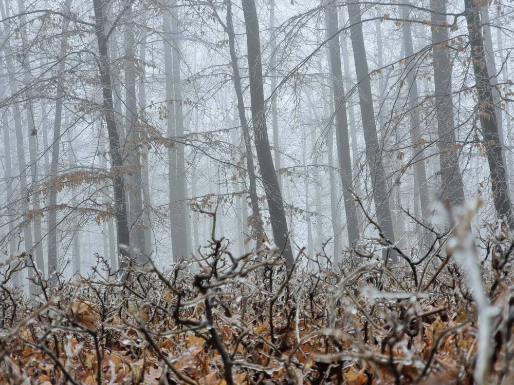 GALERIE FOTO. Cum arată o pădure după ce a căzut peste ea ”ploaia înghețată” - Imaginea 12