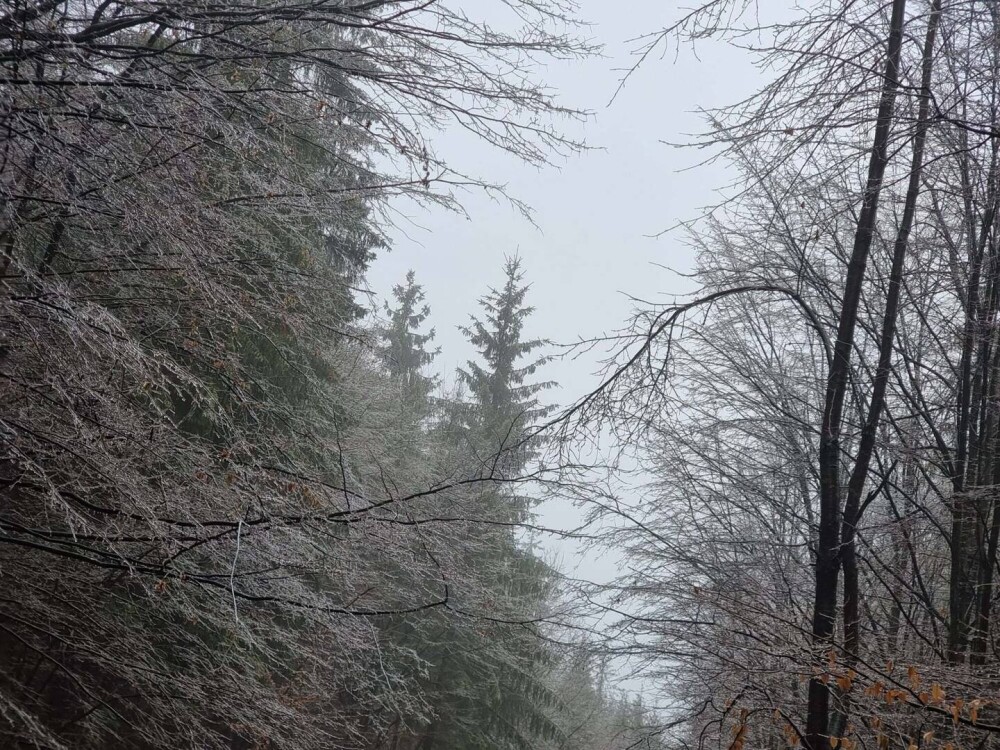 GALERIE FOTO. Cum arată o pădure după ce a căzut peste ea ”ploaia înghețată” - Imaginea 8
