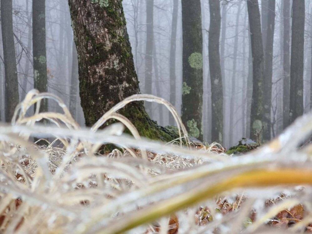 GALERIE FOTO. Cum arată o pădure după ce a căzut peste ea ”ploaia înghețată” - Imaginea 7