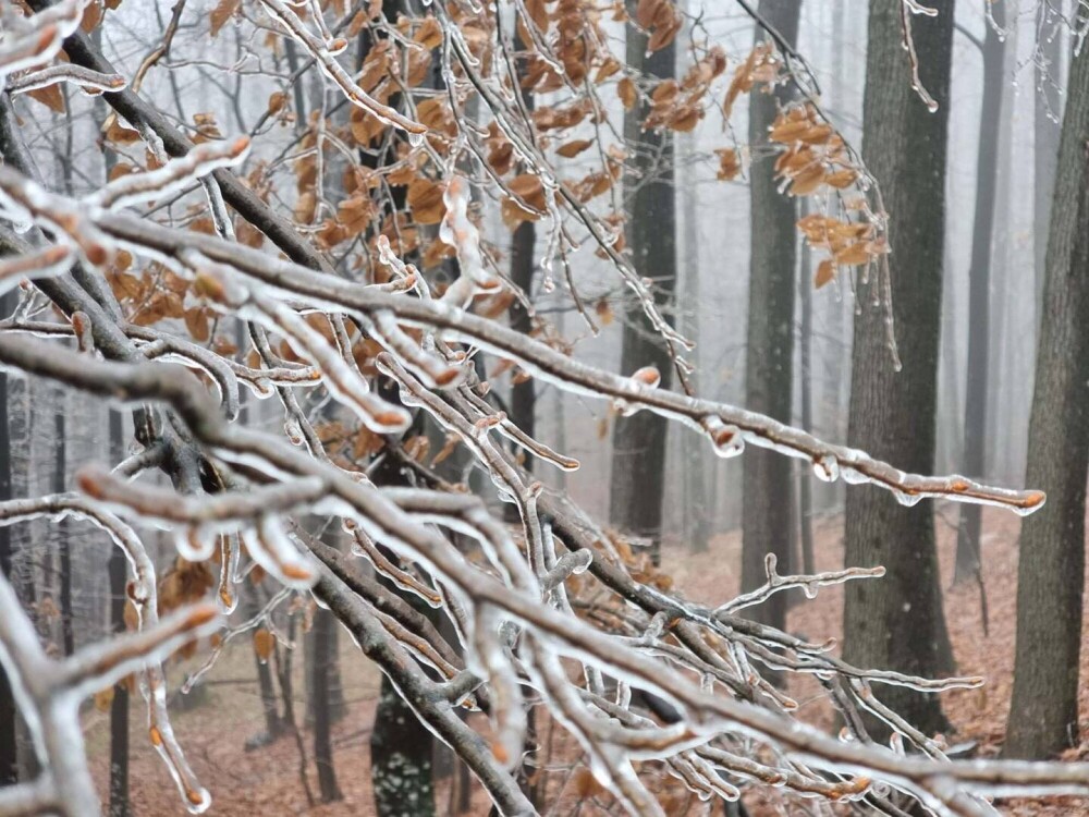 GALERIE FOTO. Cum arată o pădure după ce a căzut peste ea ”ploaia înghețată” - Imaginea 6