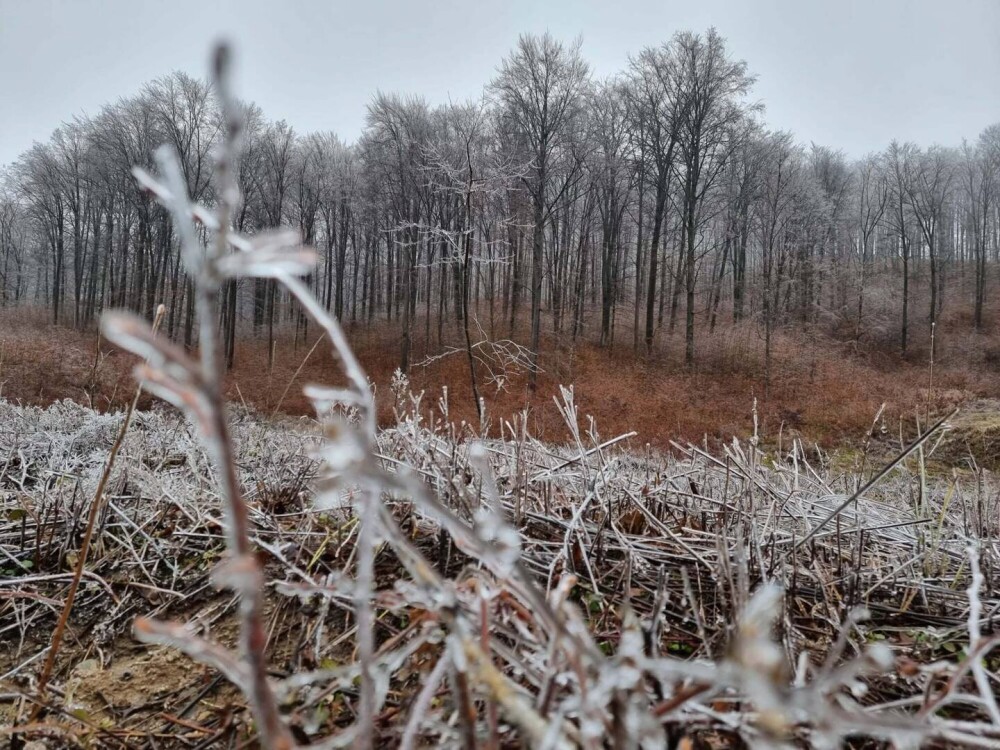 GALERIE FOTO. Cum arată o pădure după ce a căzut peste ea ”ploaia înghețată” - Imaginea 5