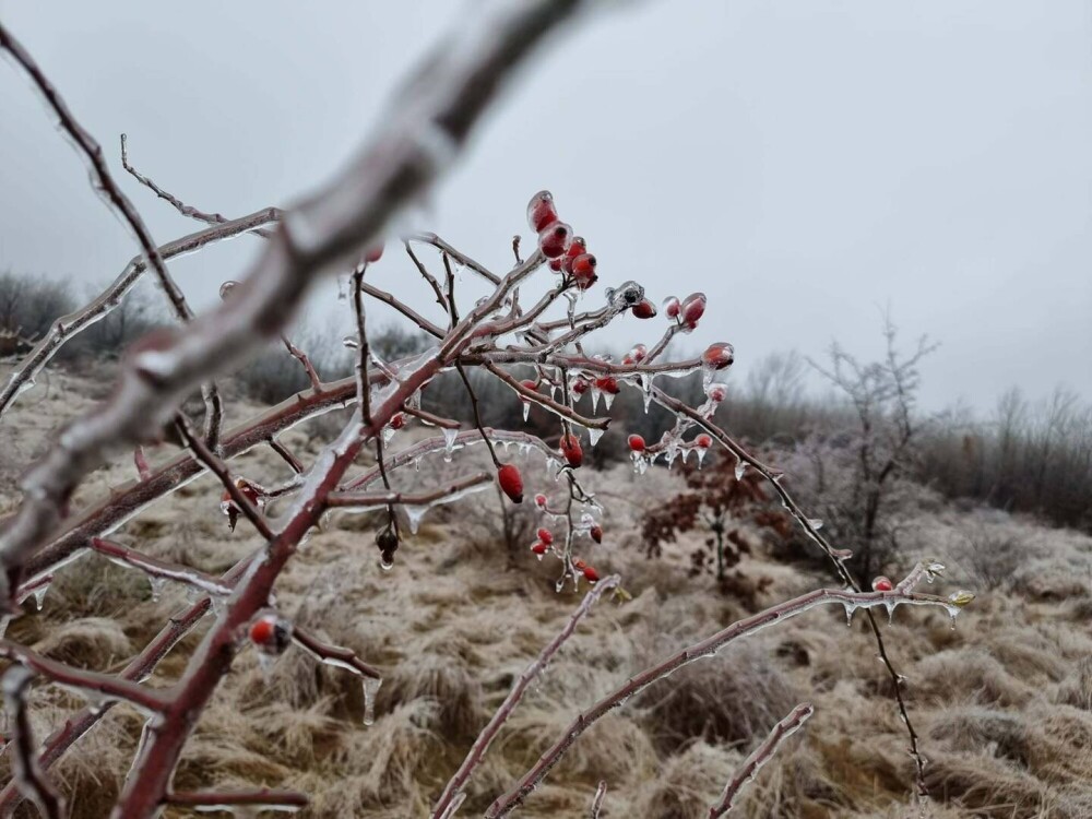GALERIE FOTO. Cum arată o pădure după ce a căzut peste ea ”ploaia înghețată” - Imaginea 4