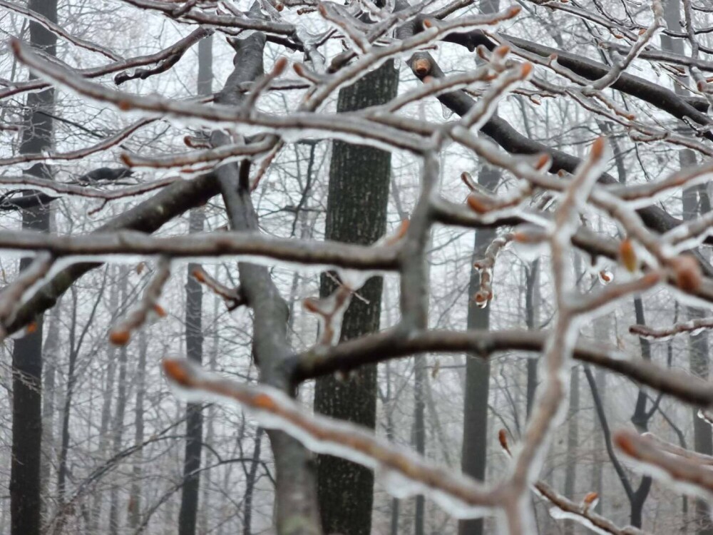 GALERIE FOTO. Cum arată o pădure după ce a căzut peste ea ”ploaia înghețată” - Imaginea 3