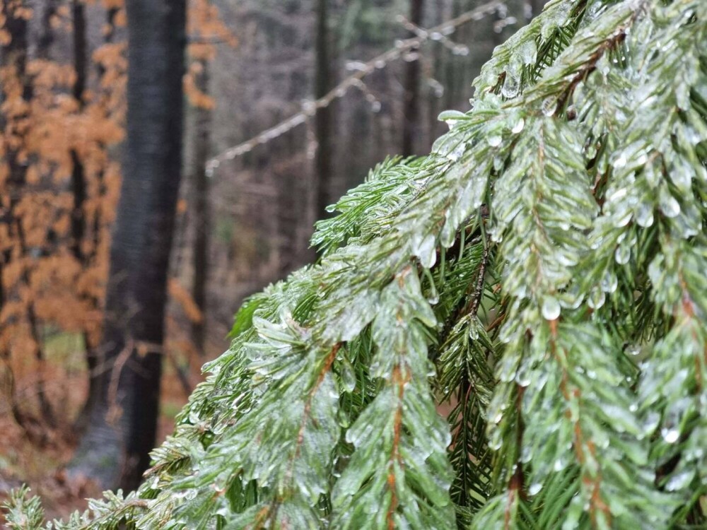 GALERIE FOTO. Cum arată o pădure după ce a căzut peste ea ”ploaia înghețată” - Imaginea 2