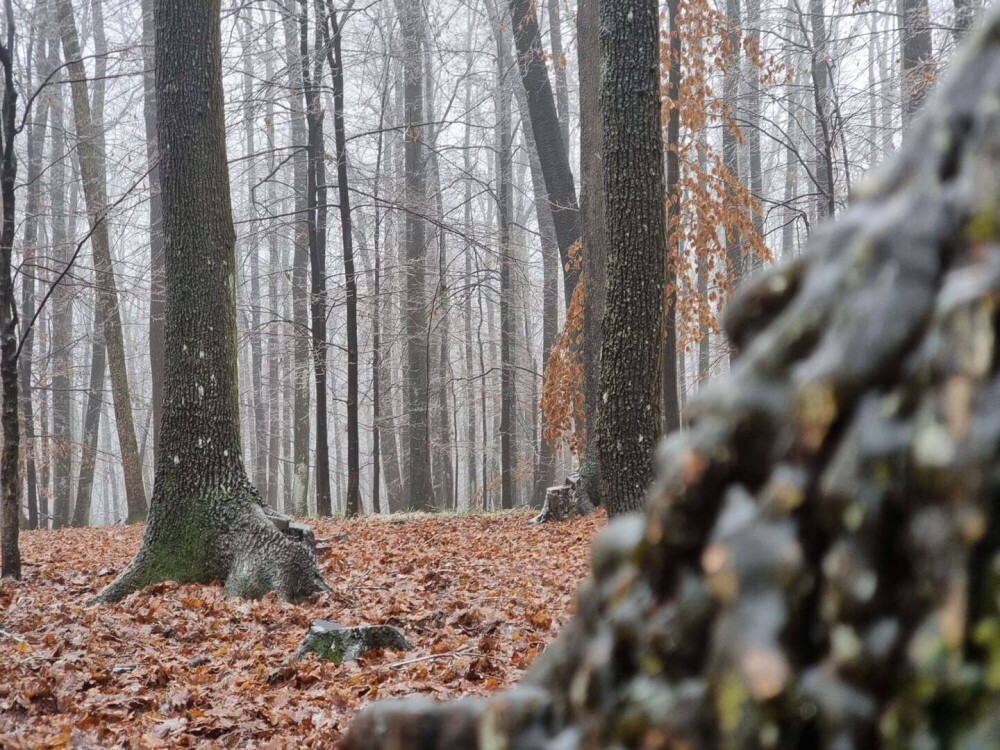 GALERIE FOTO. Cum arată o pădure după ce a căzut peste ea ”ploaia înghețată” - Imaginea 1