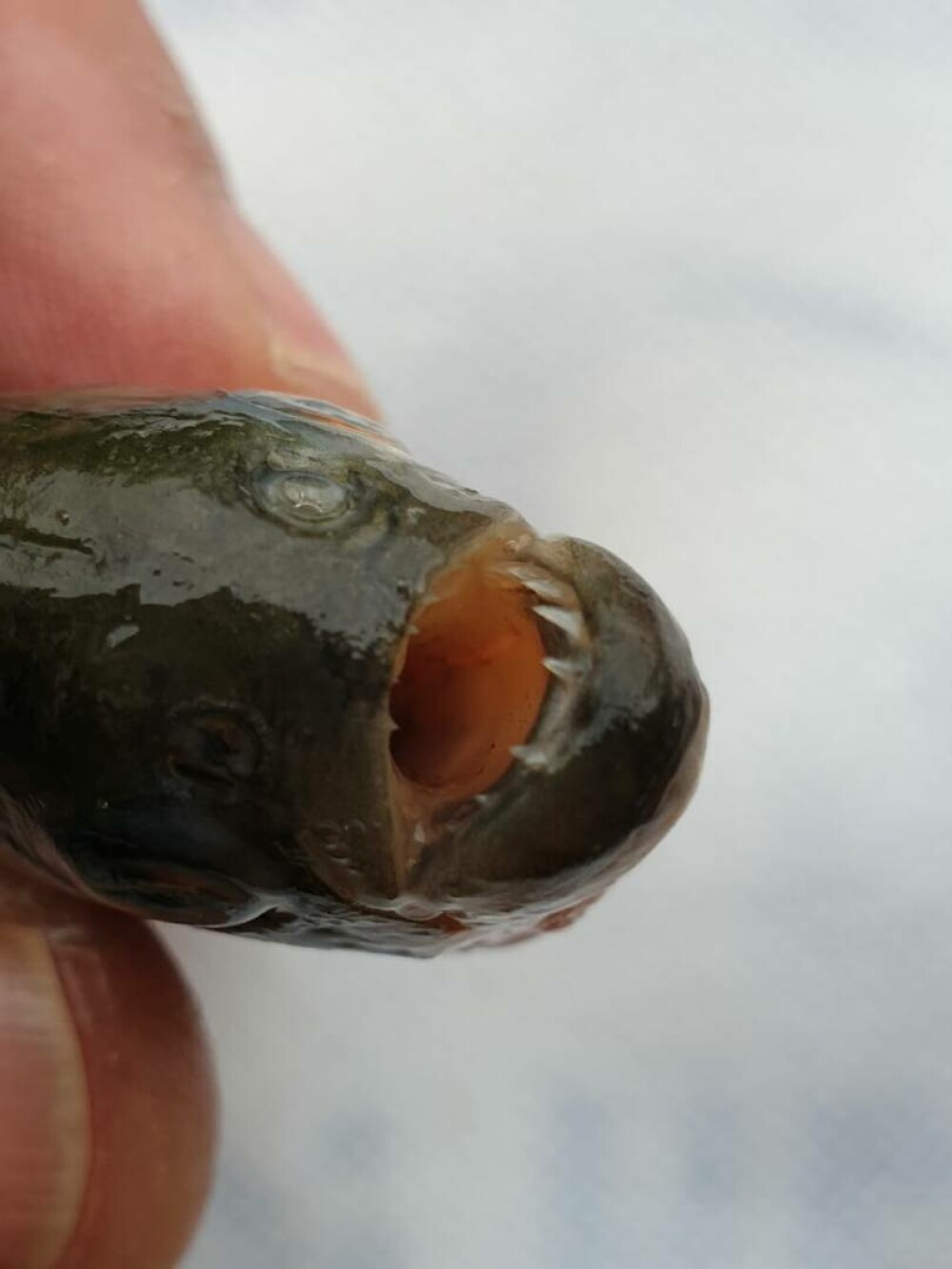 Piranha descoperit în apa Crişului Repede. Ar putea „extermina” întreaga faună a unui pârâu din Bihor - Imaginea 7