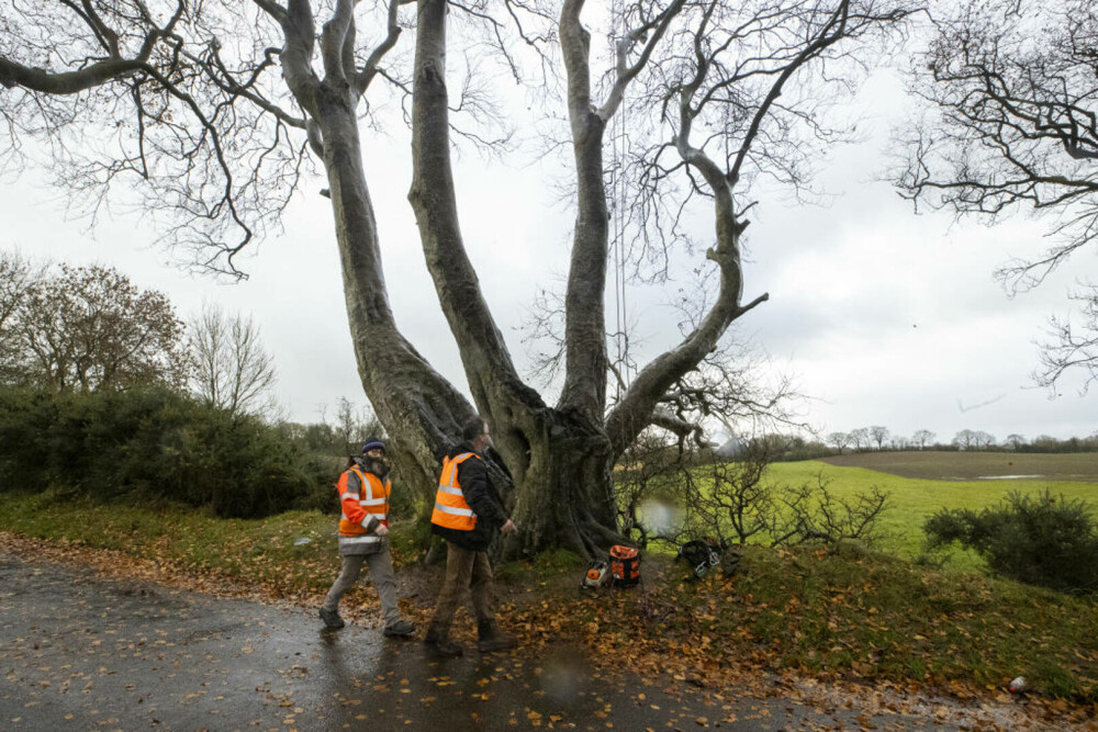 Copacii din Irlanda de Nord, celebri datorită serialului „Game of Thrones”, ar putea dispărea în 15 ani - Imaginea 5