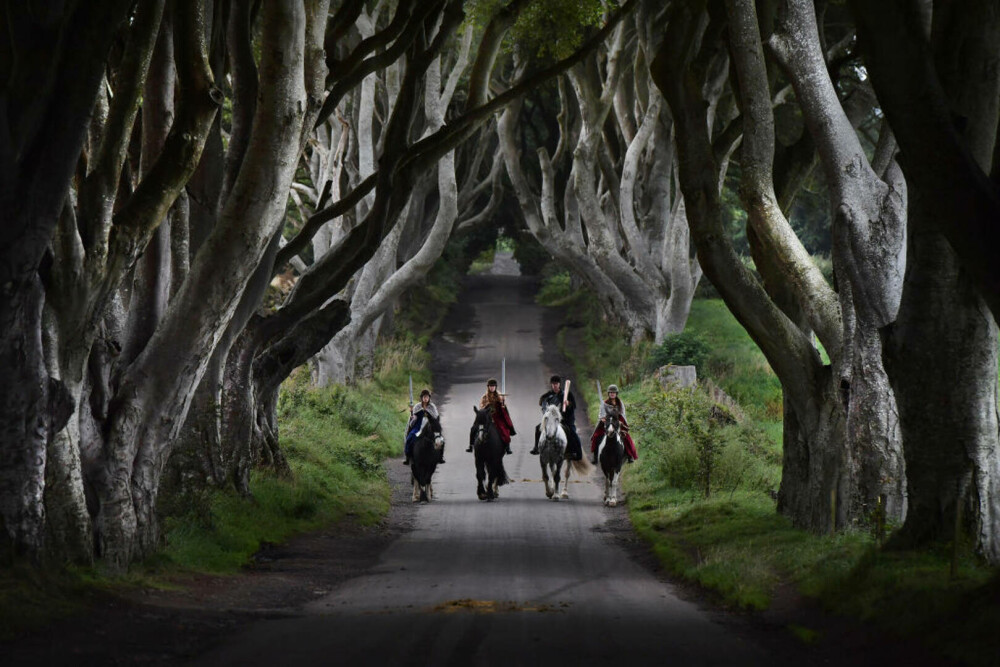 Copacii din Irlanda de Nord, celebri datorită serialului „Game of Thrones”, ar putea dispărea în 15 ani - Imaginea 1
