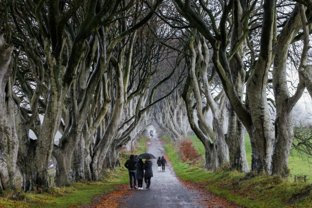 Copacii din Irlanda de Nord, celebri datorită serialului „Game of Thrones”, ar putea dispărea în 15 ani - Imaginea 2