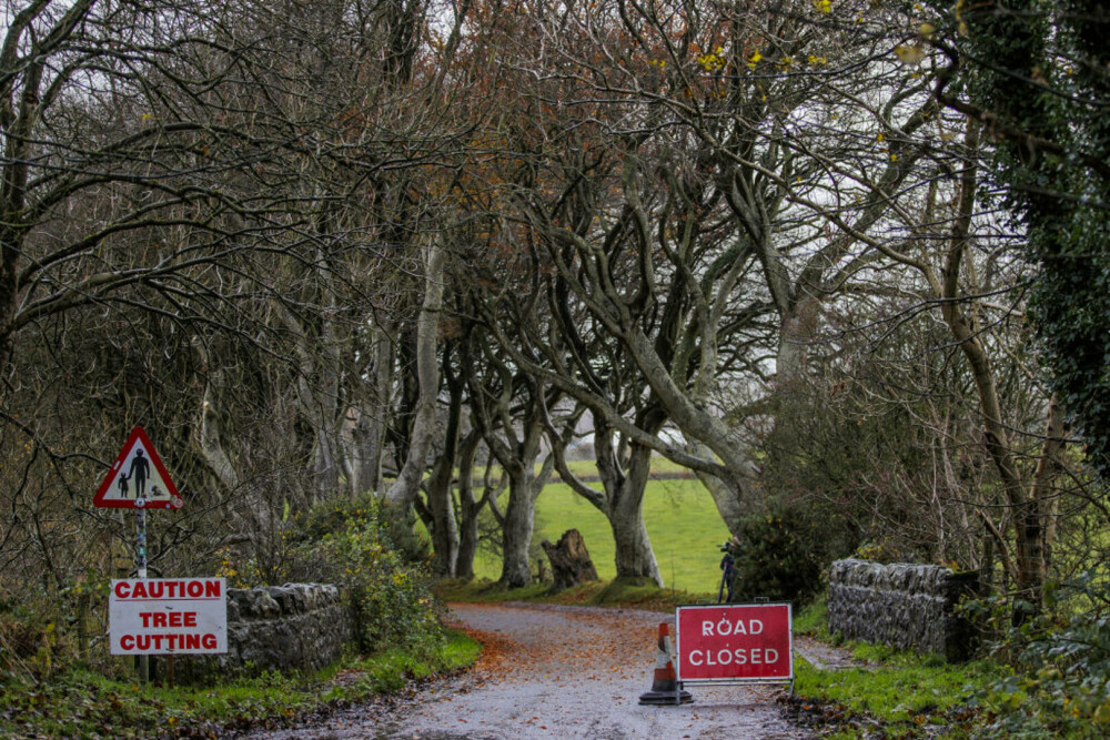 Copacii din Irlanda de Nord, celebri datorită serialului „Game of Thrones”, ar putea dispărea în 15 ani - Imaginea 4