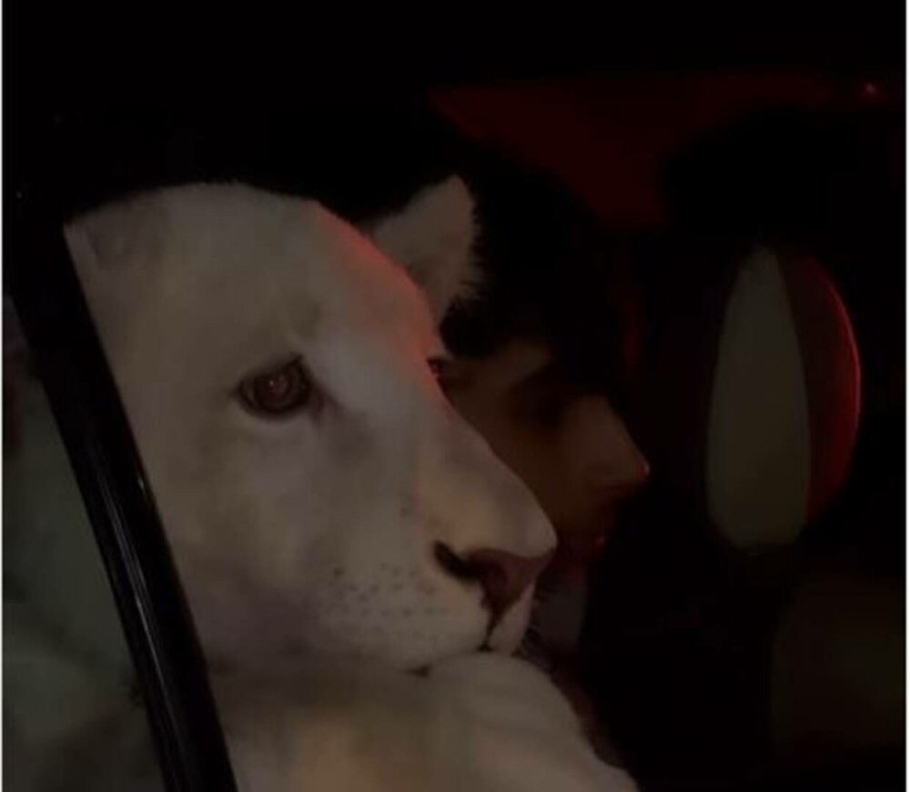 Imagini virale cu un pui de leu plimbat prin oraș pe bancheta din spate a unei mașini | VIDEO - Imaginea 1