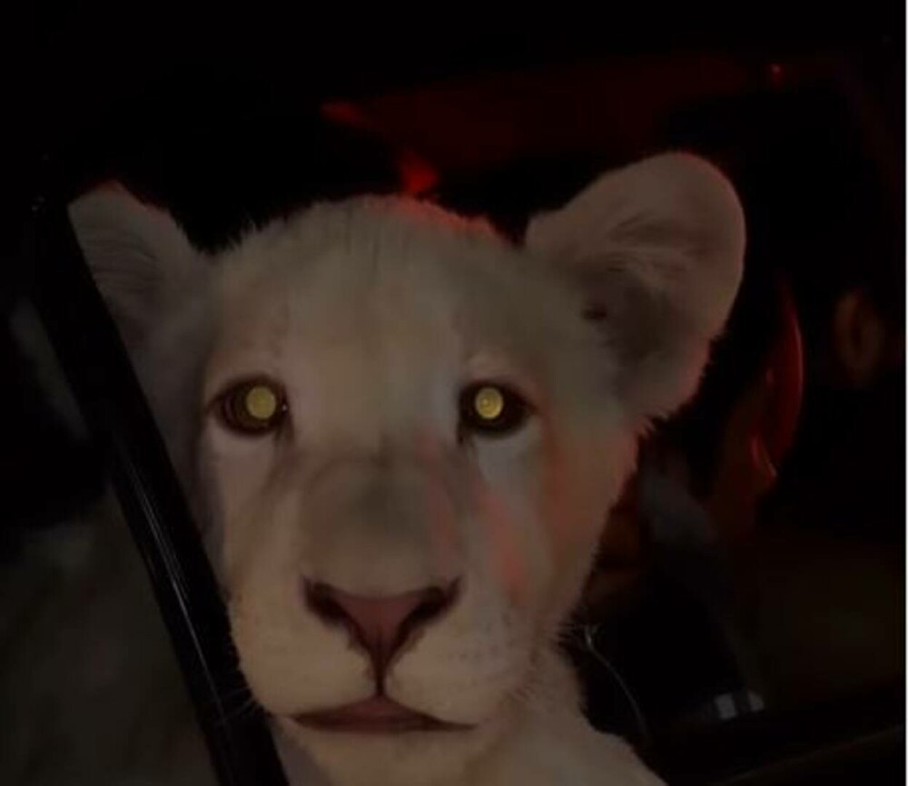 Imagini virale cu un pui de leu plimbat prin oraș pe bancheta din spate a unei mașini | VIDEO - Imaginea 2