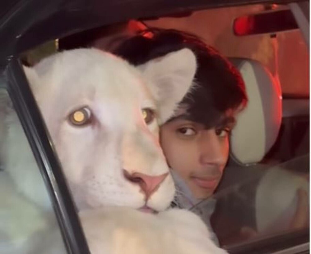 Imagini virale cu un pui de leu plimbat prin oraș pe bancheta din spate a unei mașini | VIDEO - Imaginea 3