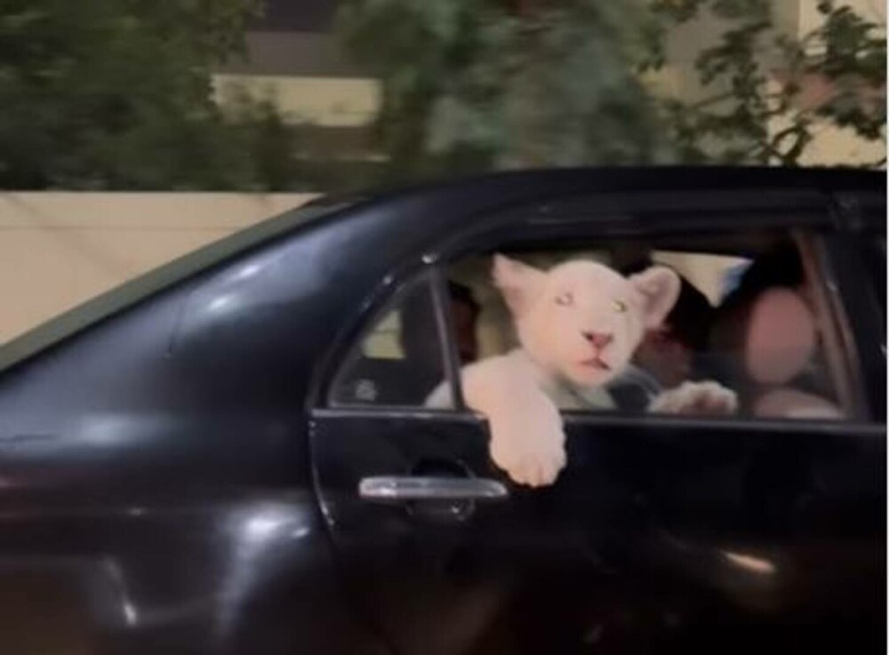 Imagini virale cu un pui de leu plimbat prin oraș pe bancheta din spate a unei mașini | VIDEO - Imaginea 4