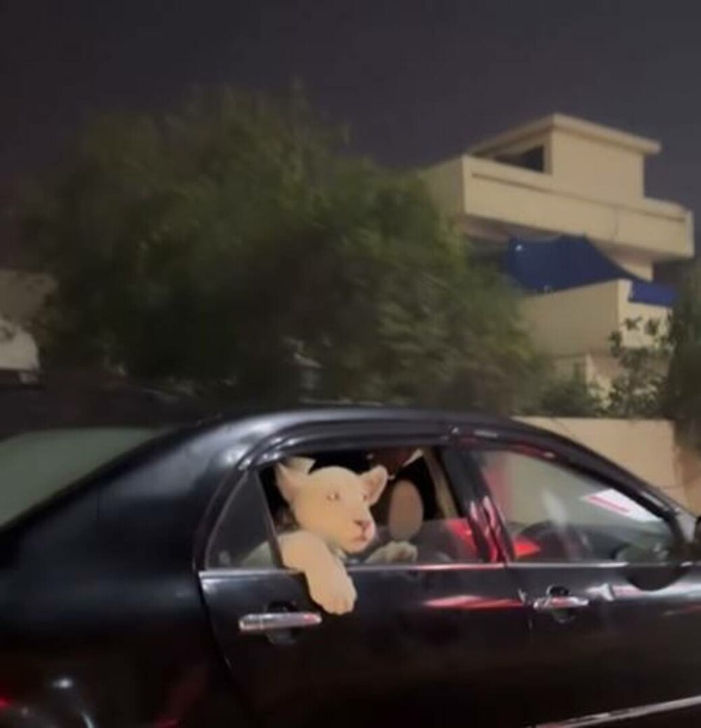 Imagini virale cu un pui de leu plimbat prin oraș pe bancheta din spate a unei mașini | VIDEO - Imaginea 5