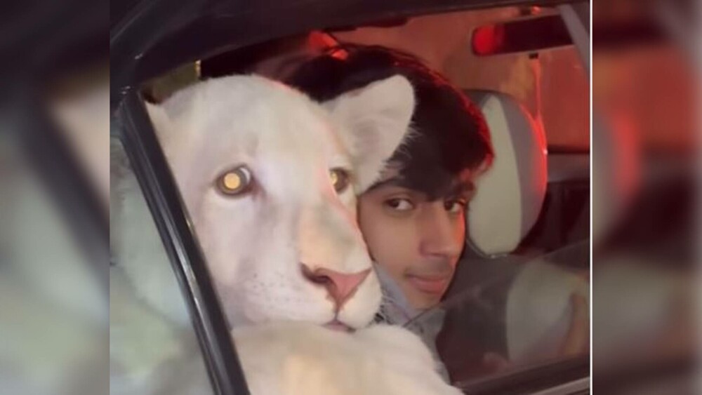Imagini virale cu un pui de leu plimbat prin oraș pe bancheta din spate a unei mașini | VIDEO - Imaginea 6