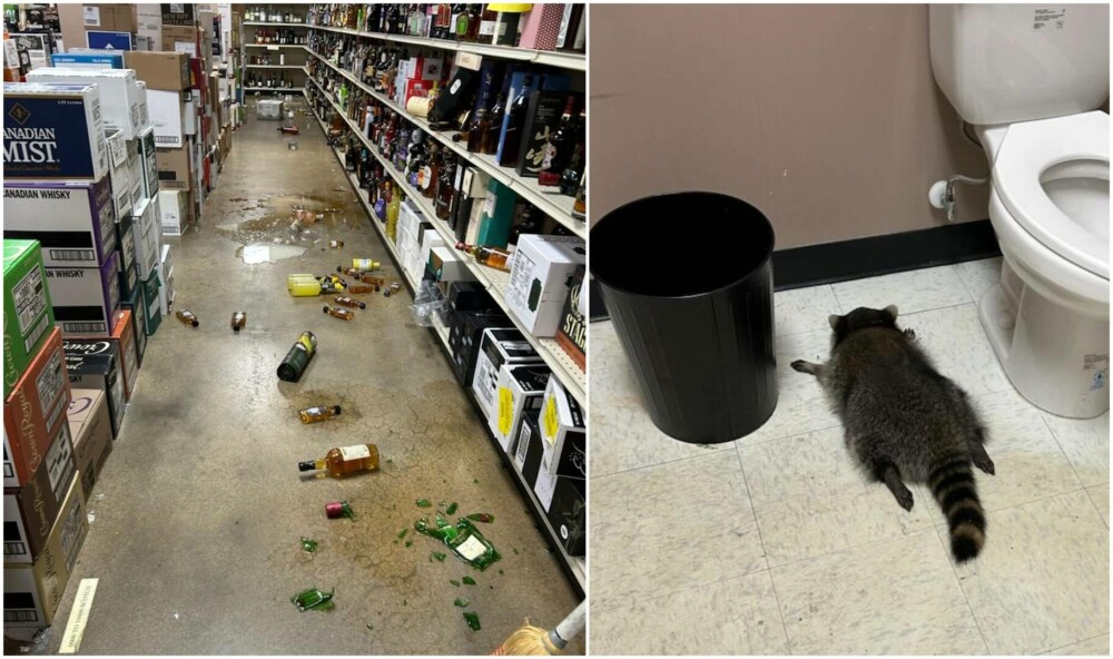 Un raton a dat „spargerea” într-un magazin de băuturi alcoolice din SUA. Animalul a fost găsit beat, în baie - Imaginea 1