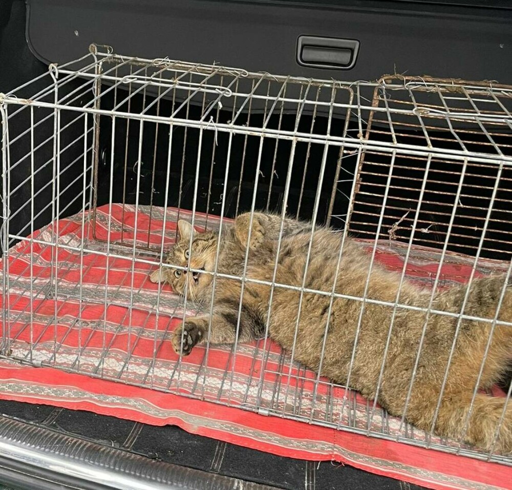 Animalul sălbatic găsit în curtea unui localnic din Tismana. Jandarmii l-au scos în cușcă. FOTO - Imaginea 2