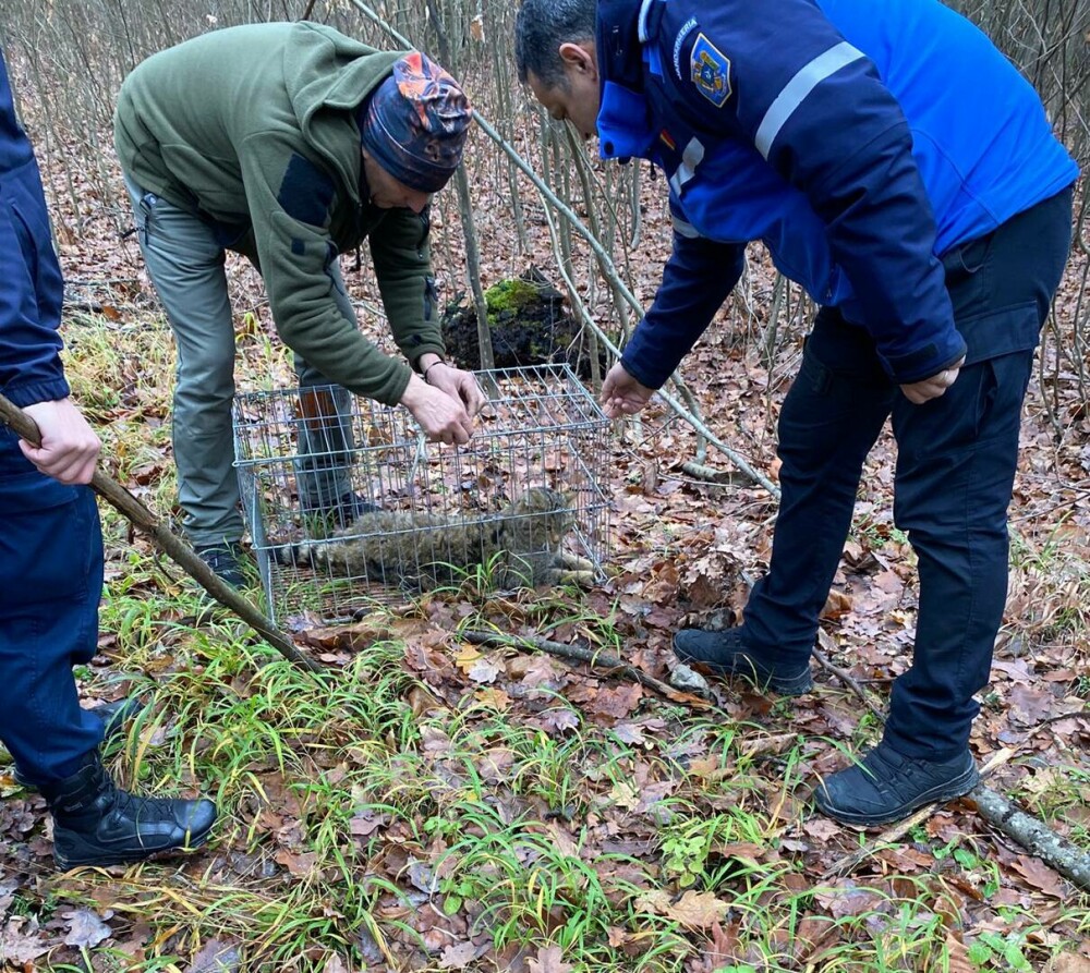 Animalul sălbatic găsit în curtea unui localnic din Tismana. Jandarmii l-au scos în cușcă. FOTO - Imaginea 3