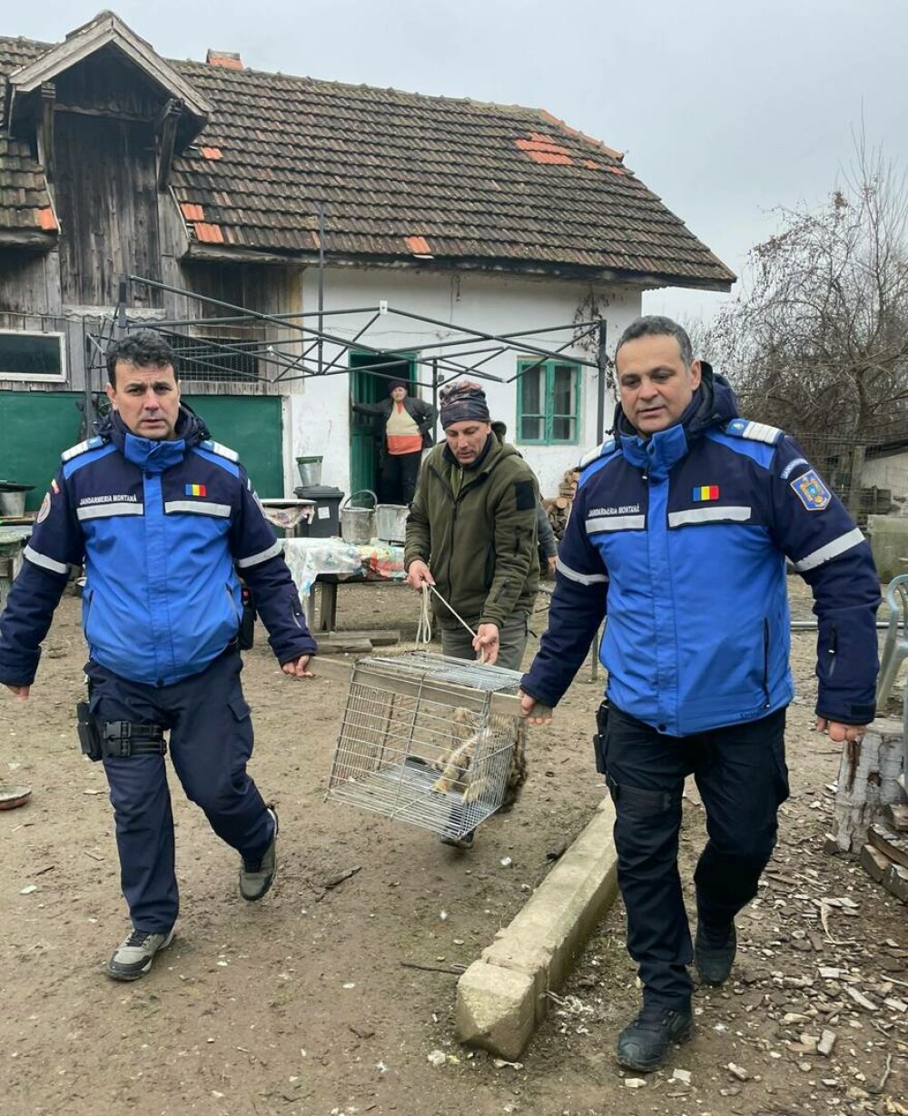 Animalul sălbatic găsit în curtea unui localnic din Tismana. Jandarmii l-au scos în cușcă. FOTO - Imaginea 4