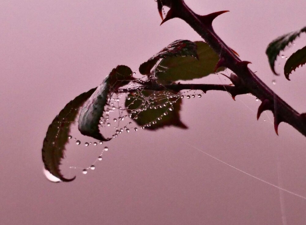 O ceață roz spectaculoasă a cuprins Marea Britanie. Cum explică specialiștii fenomenul meteo rar. GALERIE FOTO - Imaginea 2